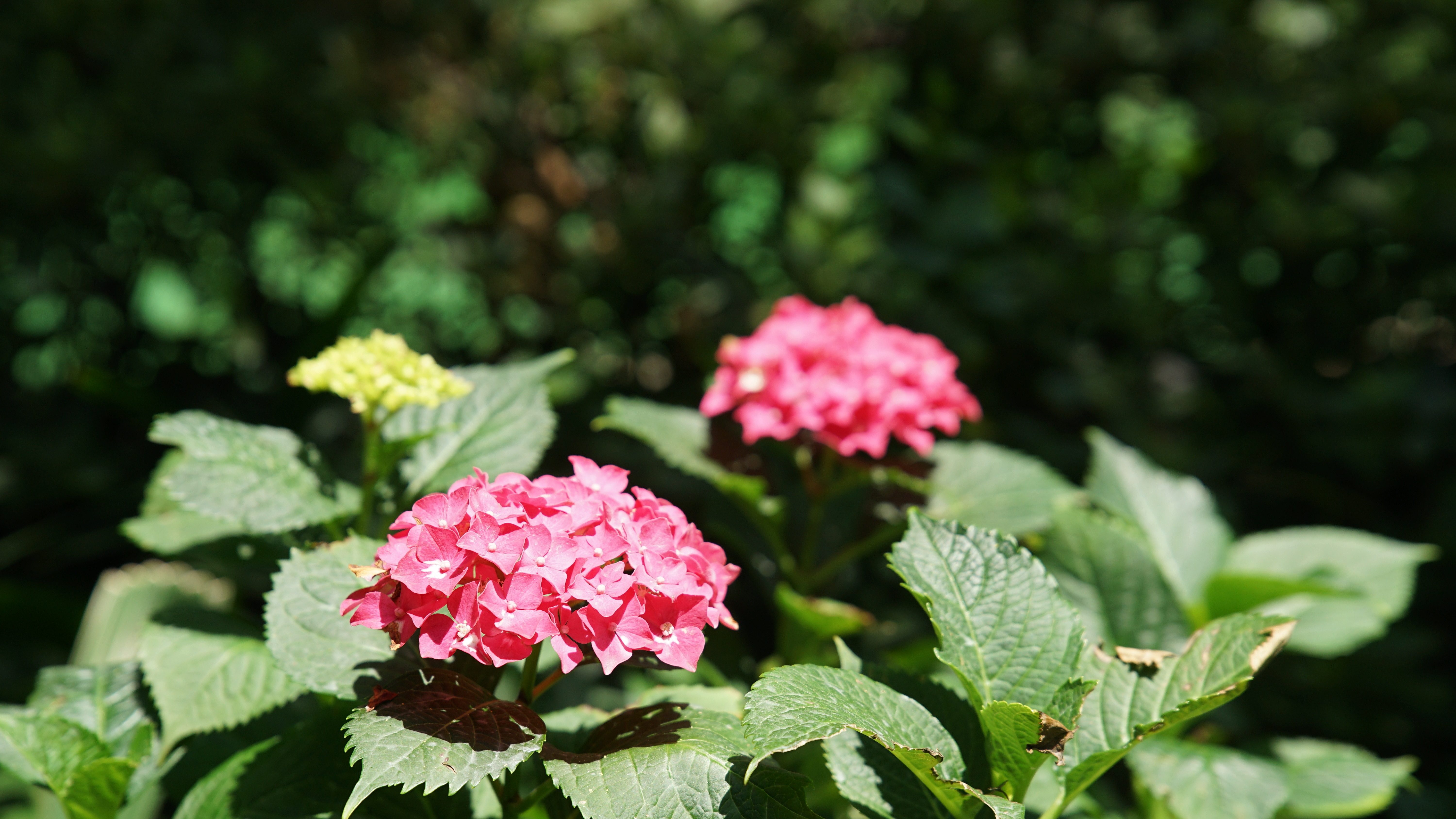 粉紫色绣球花盛放静安公园