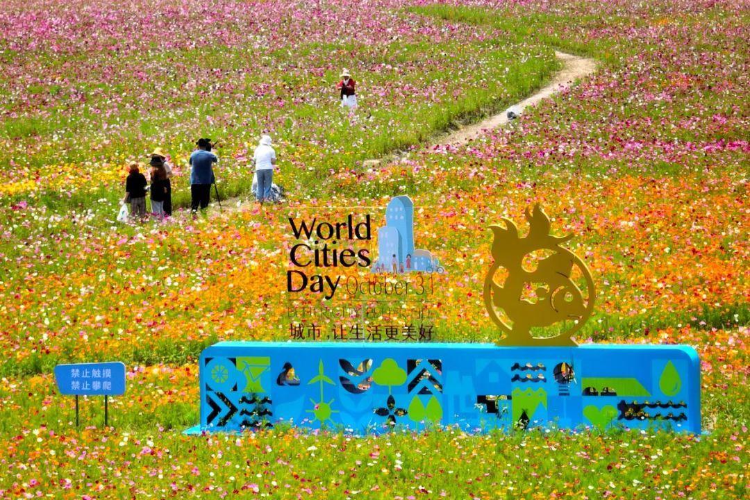 初夏花海烂漫 市民流连忘返 上观新闻