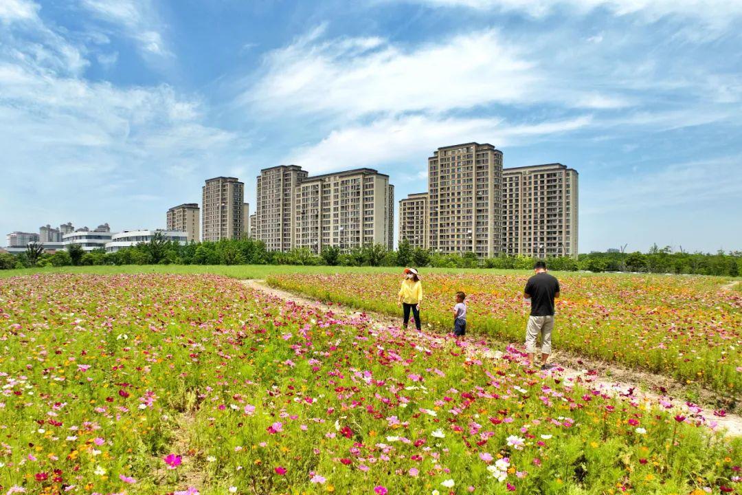 初夏花海烂漫 市民流连忘返 上观新闻