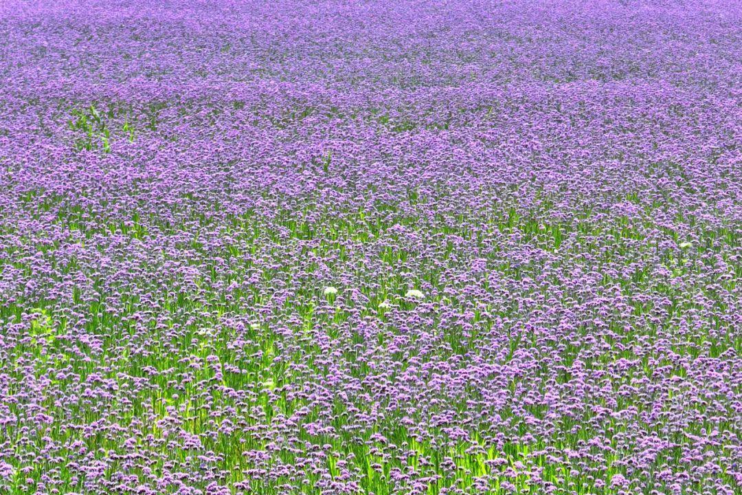 初夏花海烂漫 市民流连忘返 上观新闻