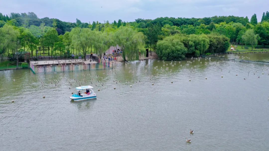 第一视角带你领略明珠湖畔成群大雁展翅飞翔