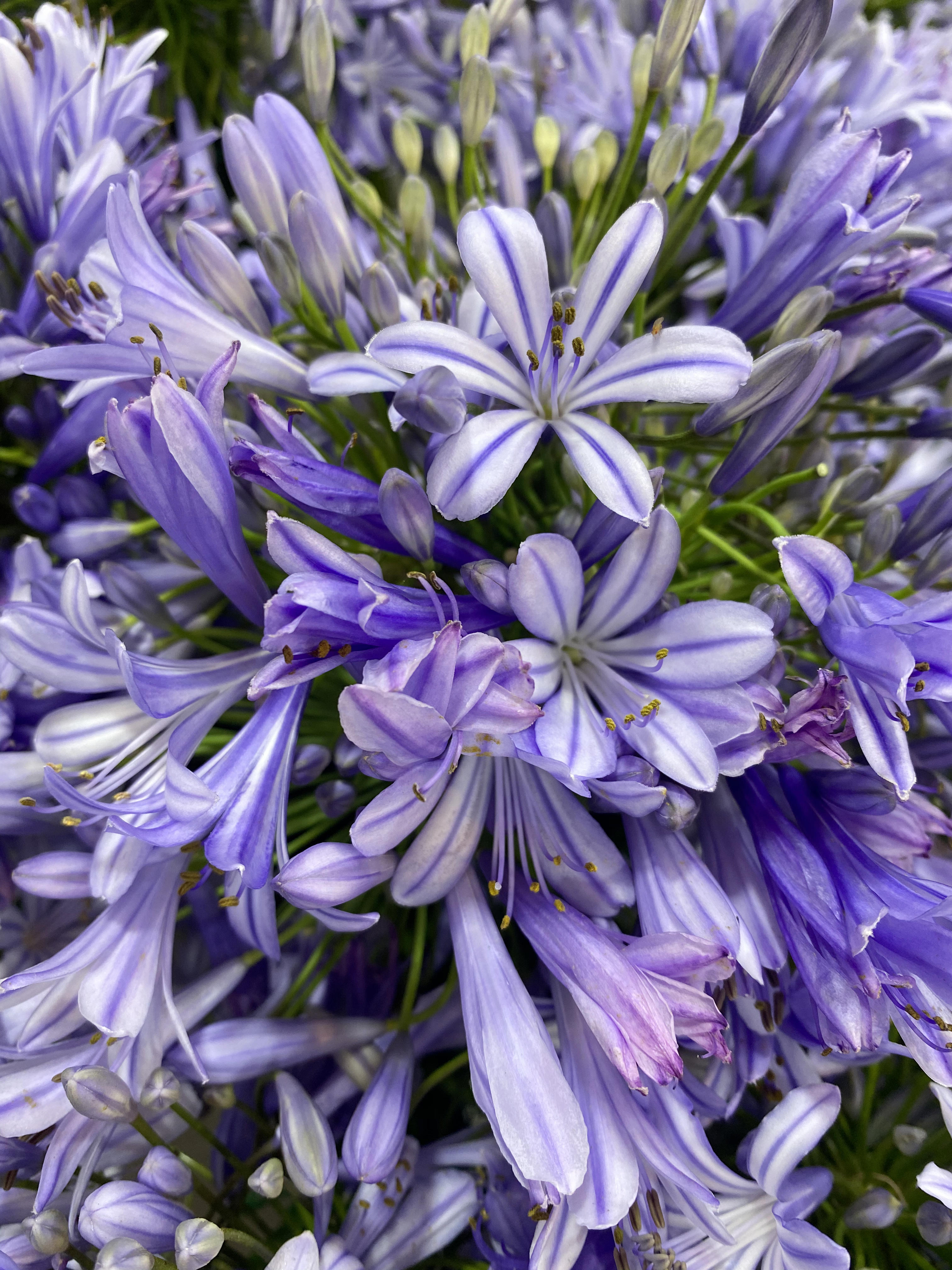 芳菲满园丨百子莲绚丽如烟花的爱情之花