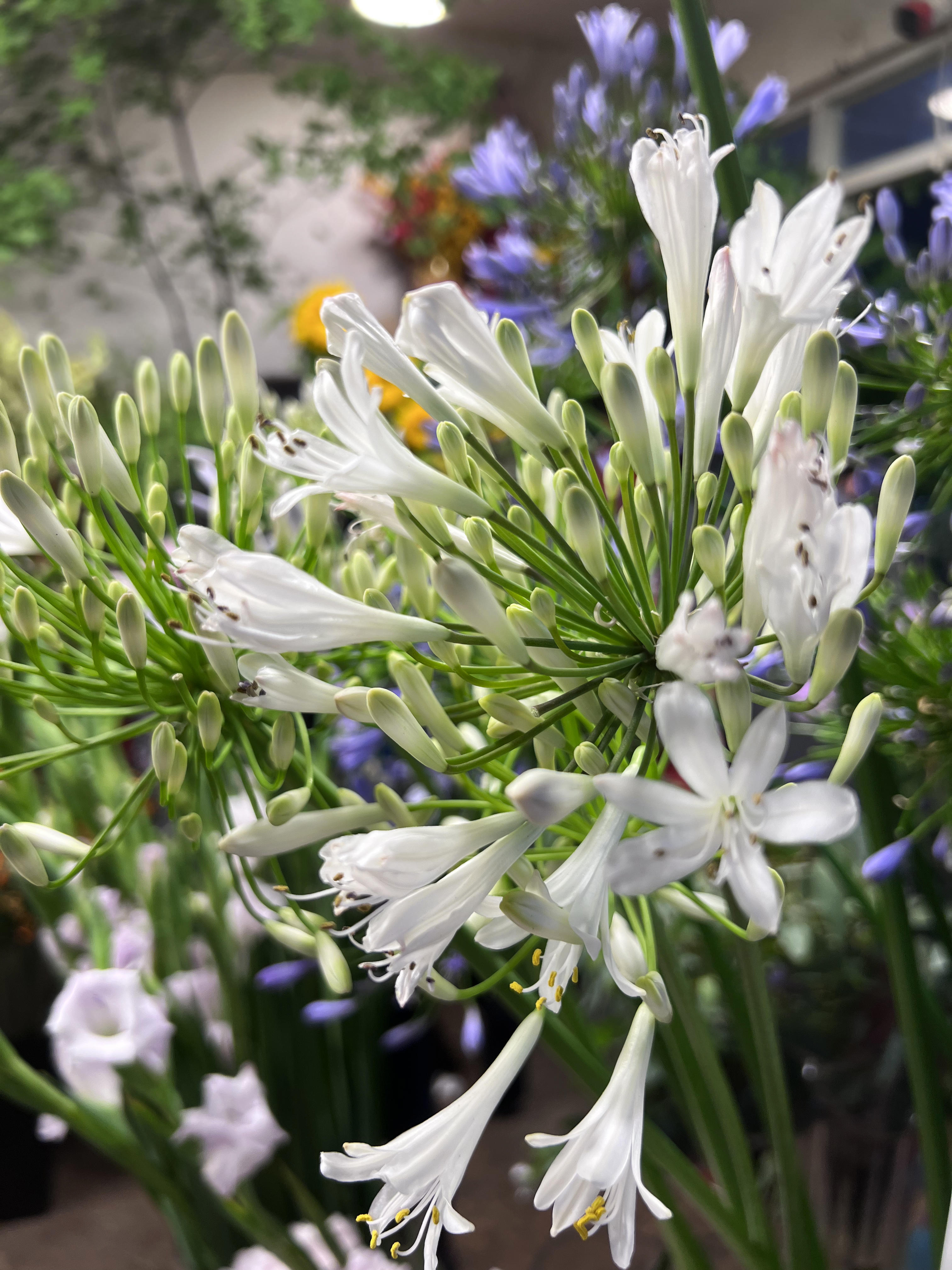 芳菲满园丨百子莲绚丽如烟花的爱情之花