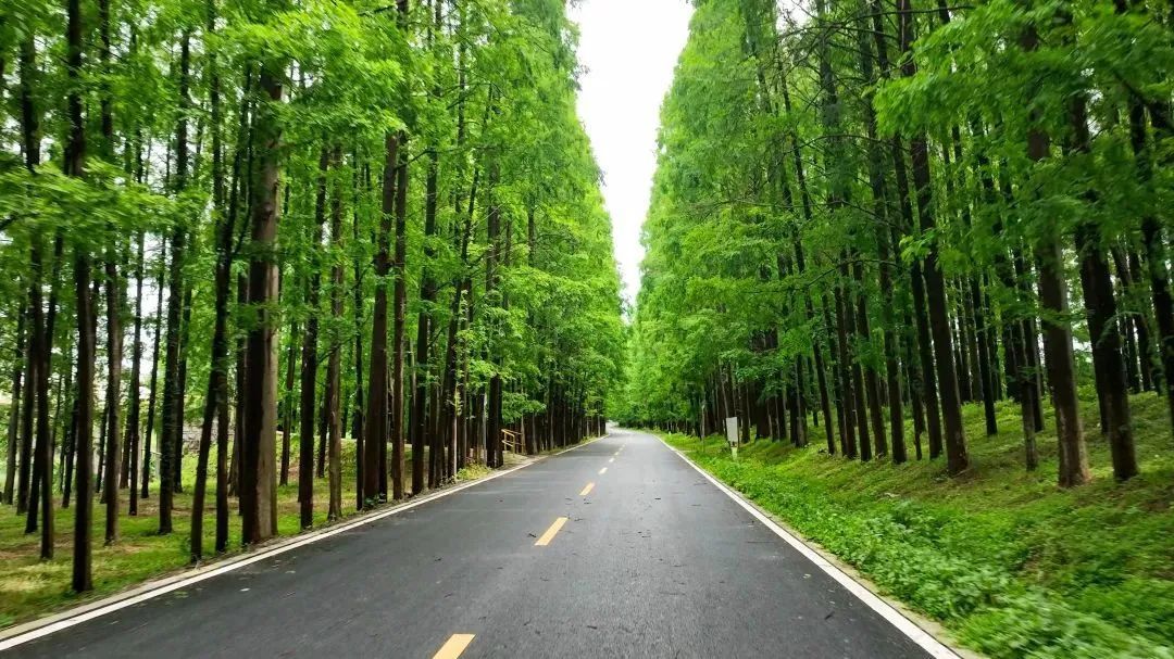 全长约118公里塘下公路大治河桥申港大道提档升级华丽蜕变