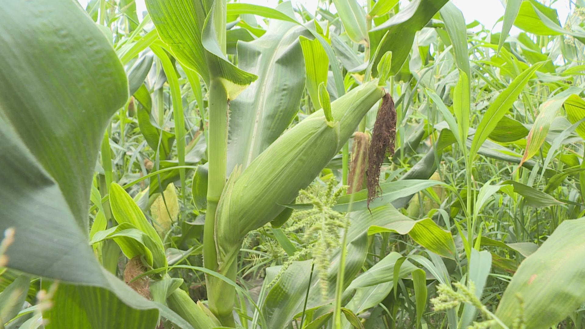 丰收季甜糯玉米进入采摘期