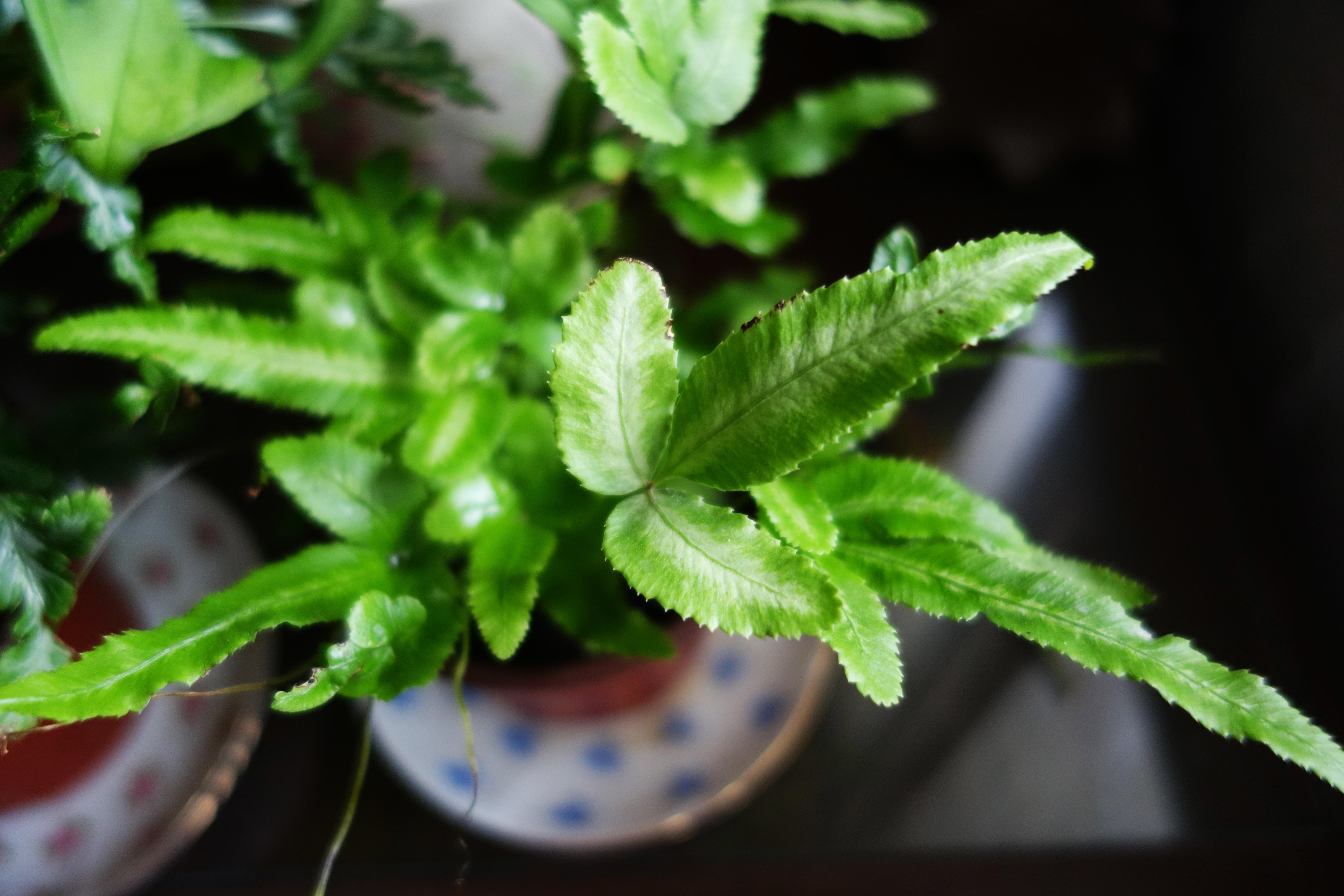蕨类植物的价格一般都不贵,用来给你的房间降温和净化空气,蕨类绝对是