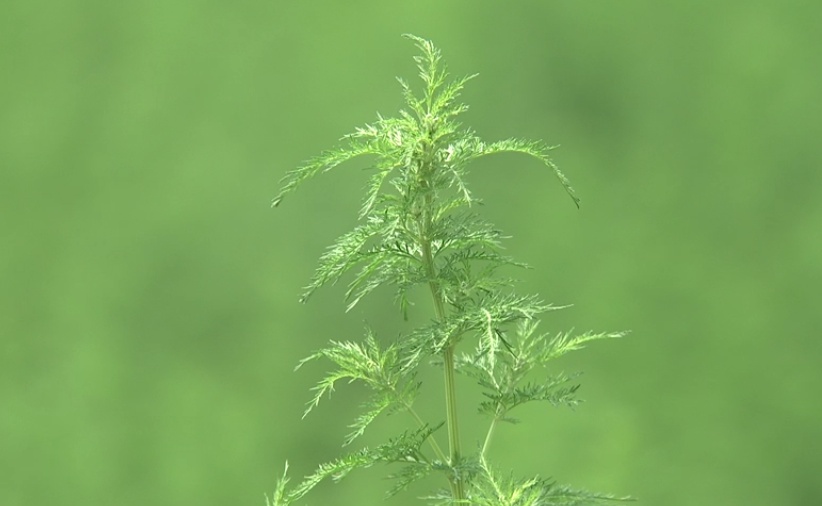 崇明苦草护肤系列用品,即将在东方美谷批量生产