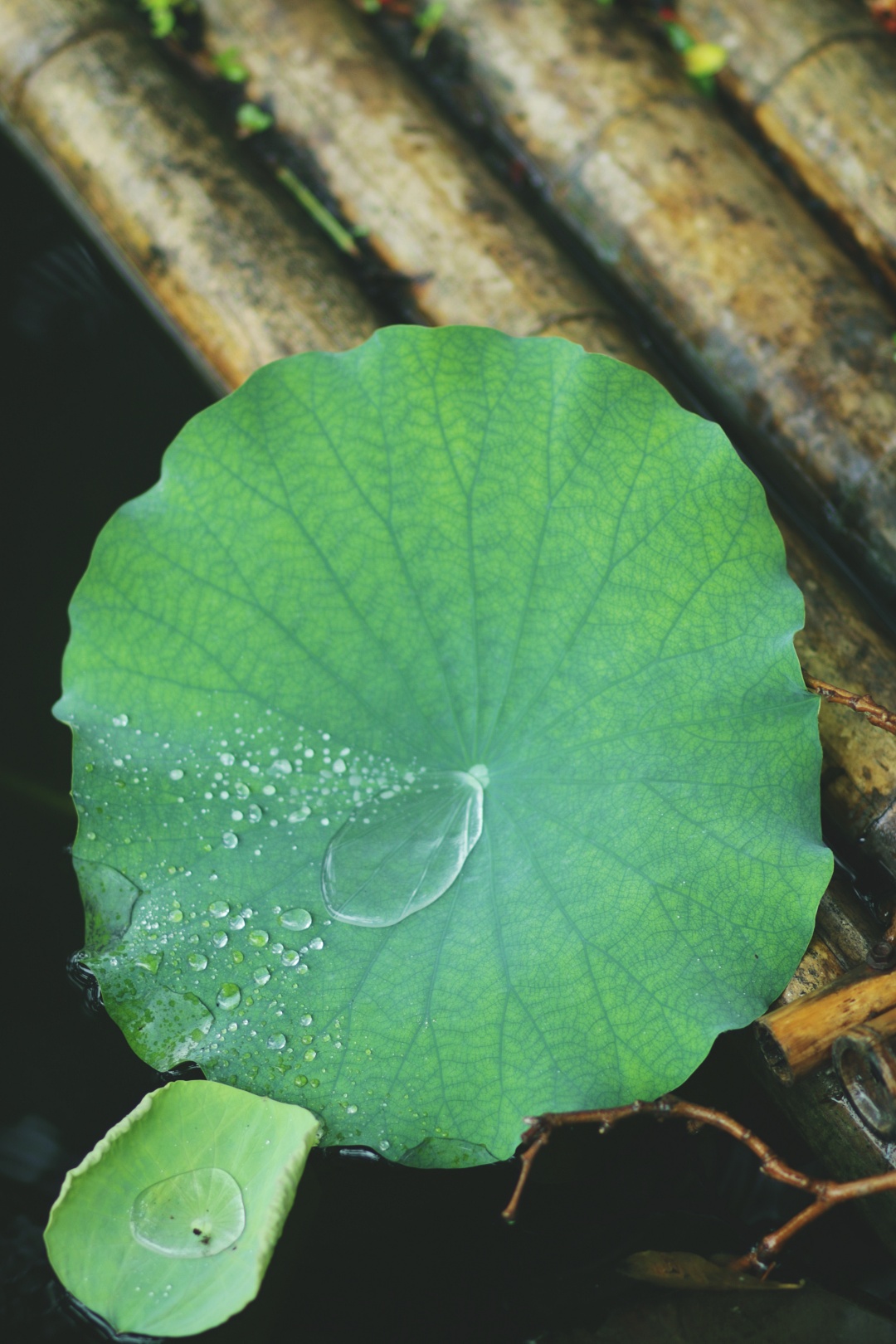 中的夏雨荷 更添了几分剔透晶莹 擎雨盖上聚起的水滴 宛如天公造化的美玉 雨水越积越重 终于从叶上一股