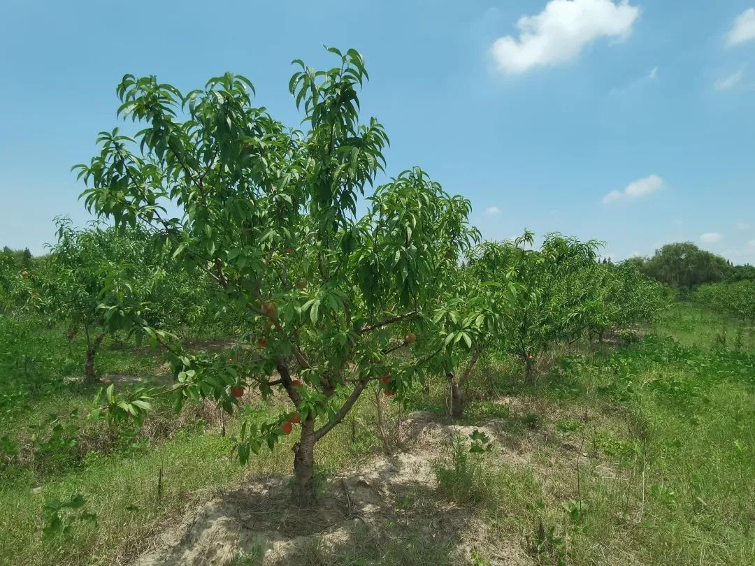 百亩桃园迎丰收市民采摘正当时