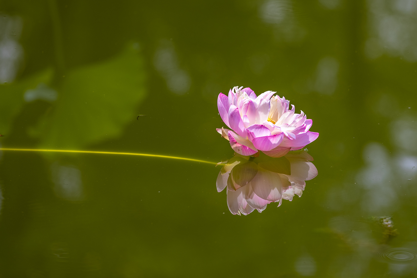 山東好景泉城公園再現荷花蜻蜓圖