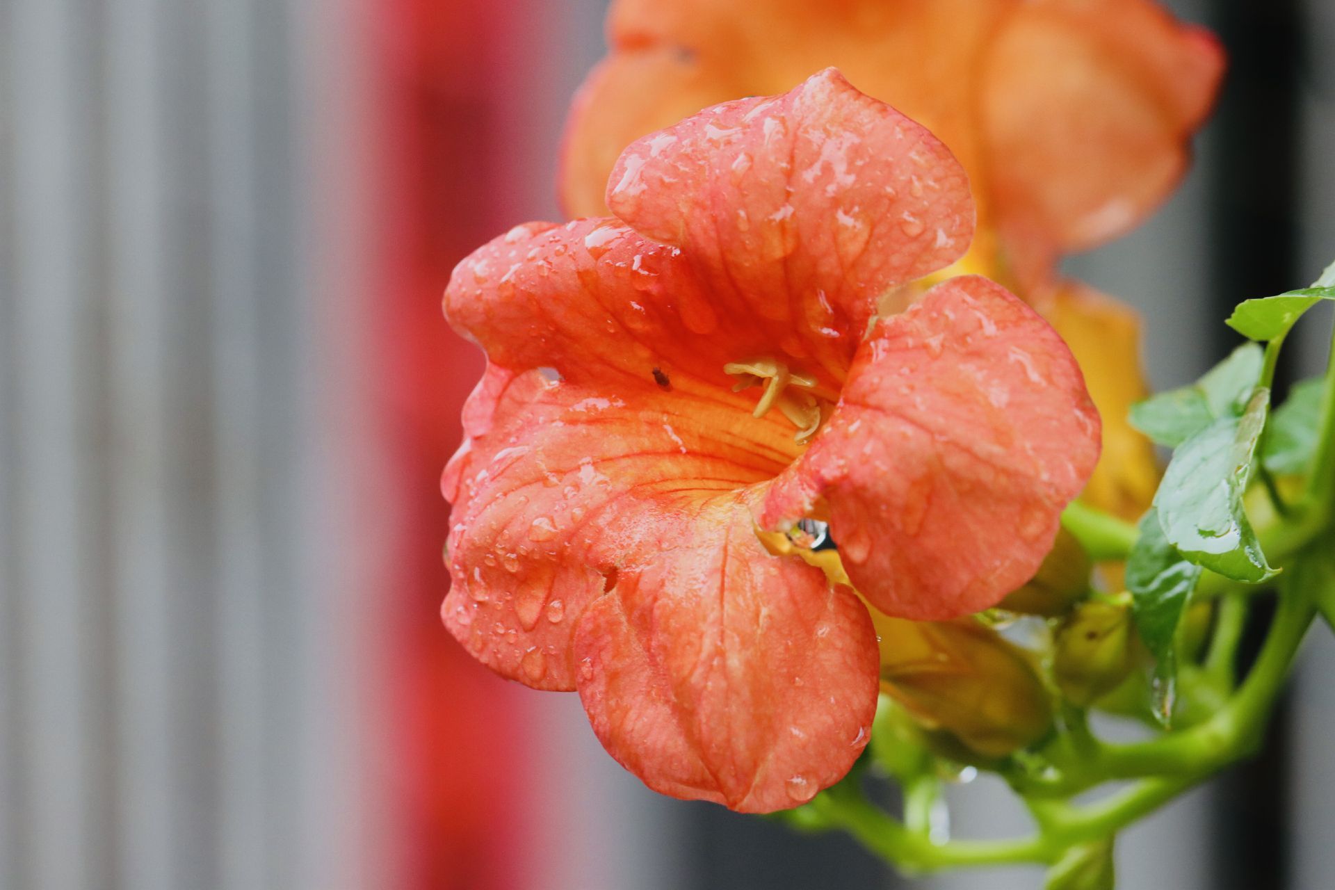 组图济南风雨过后芳花吐蕊别样风景