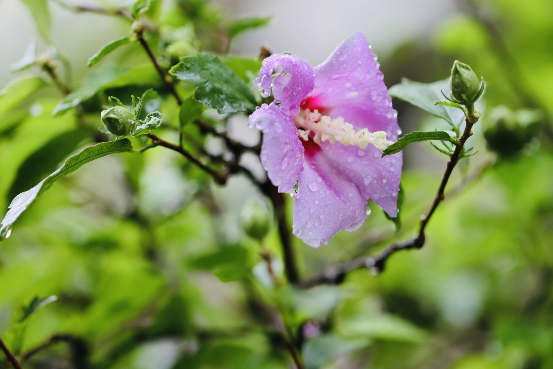 组图济南风雨过后芳花吐蕊别样风景