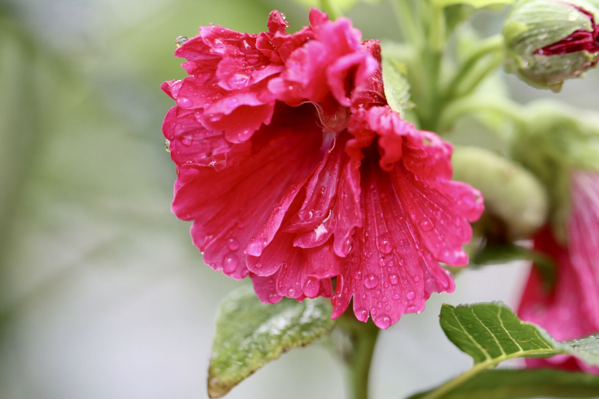 组图济南风雨过后芳花吐蕊别样风景
