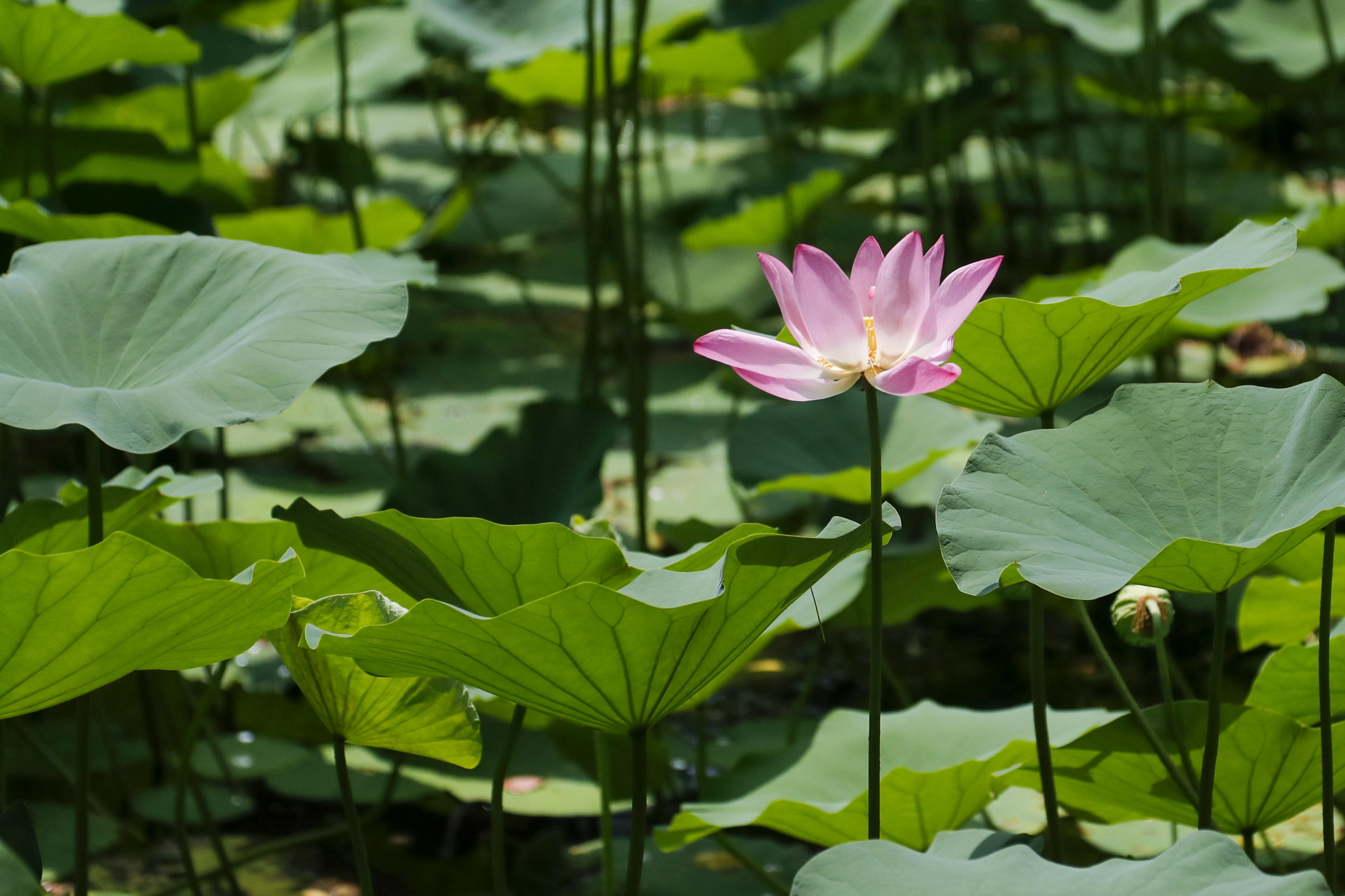 上海热到41c人民公园满池荷花治愈你