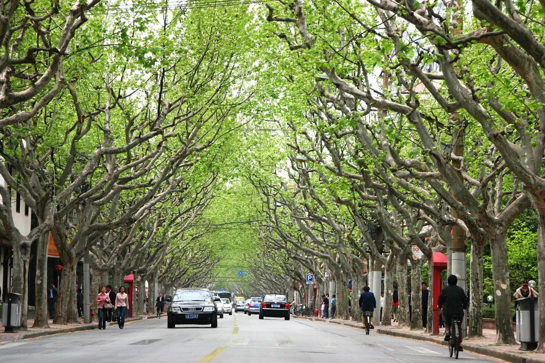 长宁区新华路长宁区虹古路(北虹路—林泉路)普陀区延长西路(沪太路