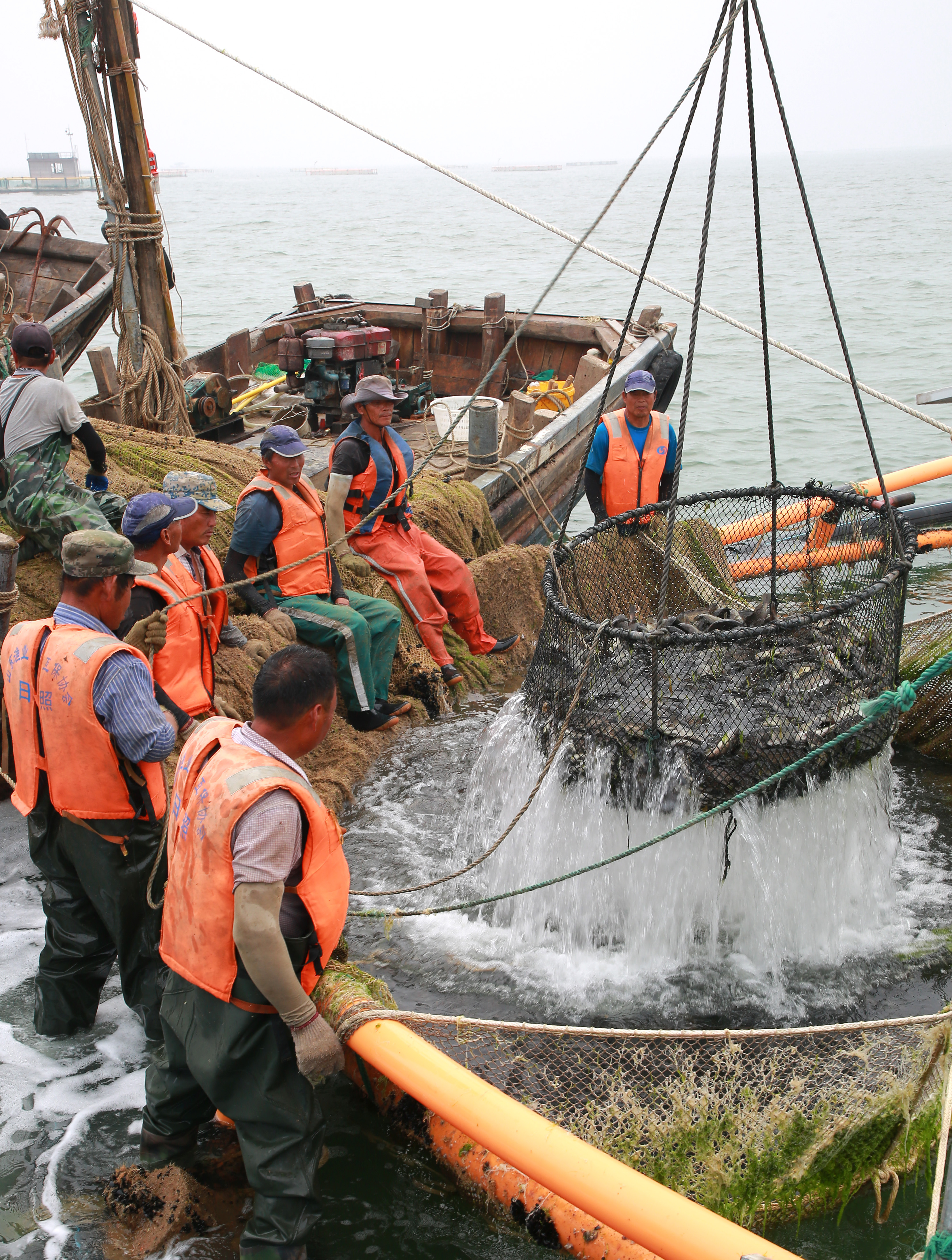 組圖丨日照深海網箱養殖黑裙魚喜獲豐收