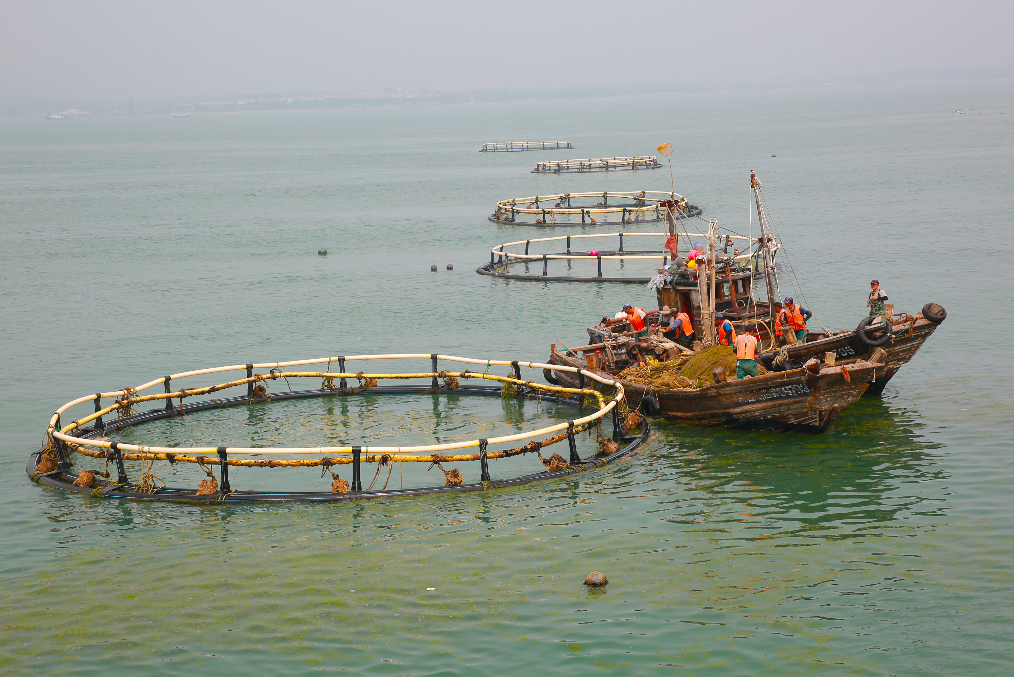 組圖丨日照深海網箱養殖黑裙魚喜獲豐收