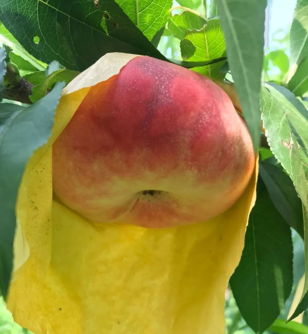 又大又甜佘山玉露蟠桃上市