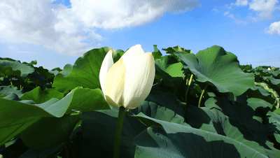 清风徐徐，满塘白荷带来最清凉的梦