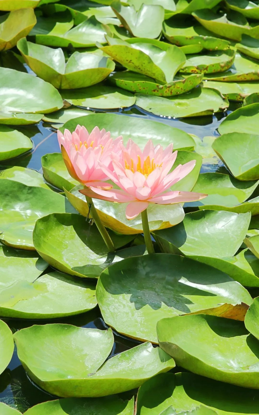 宛如油画~松江这里大片睡莲进入盛花期