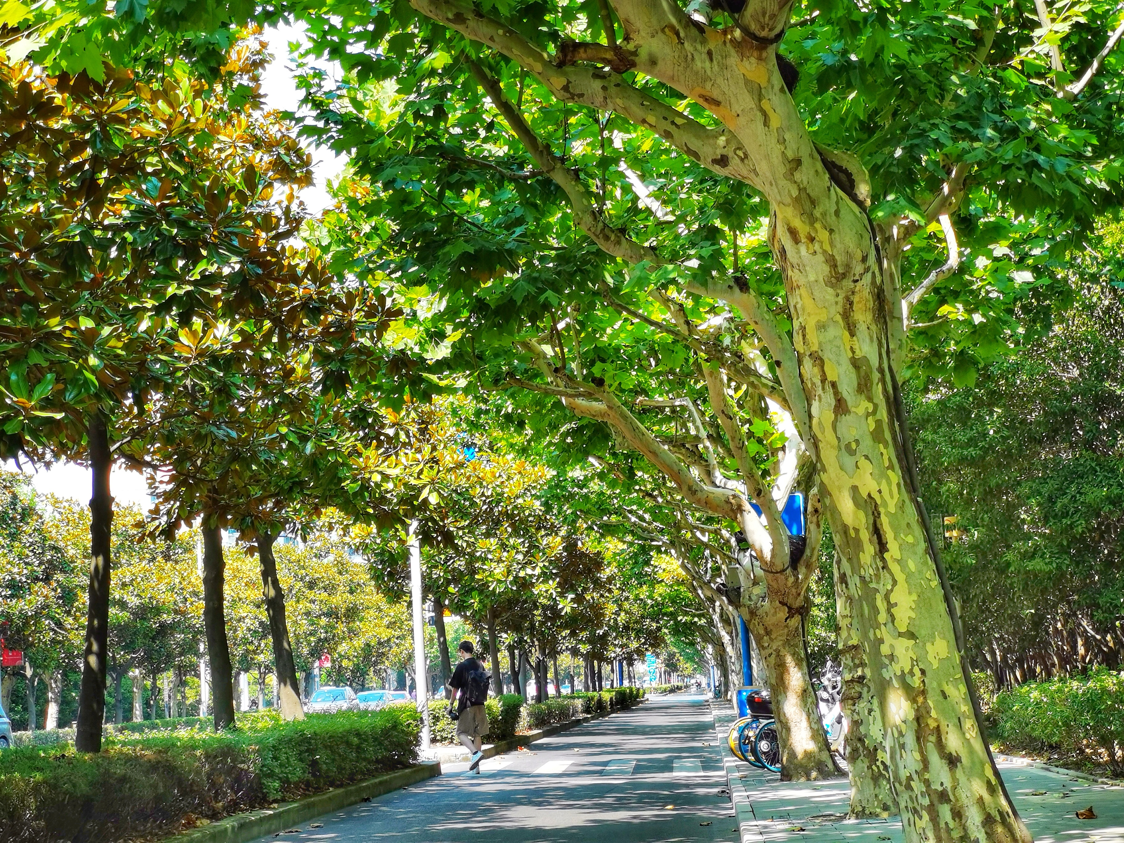 酷暑中送清凉,茸城林荫路绿意正浓_上观新闻