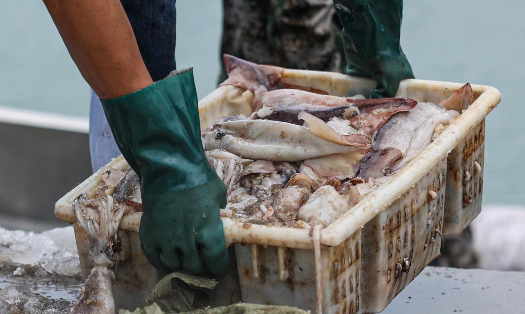 组图丨荣成专项捕捞完成满载鱿鱼而归