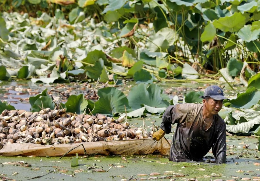 预计上市时间持续到明年6月!金山地产莲藕迎来大丰收!