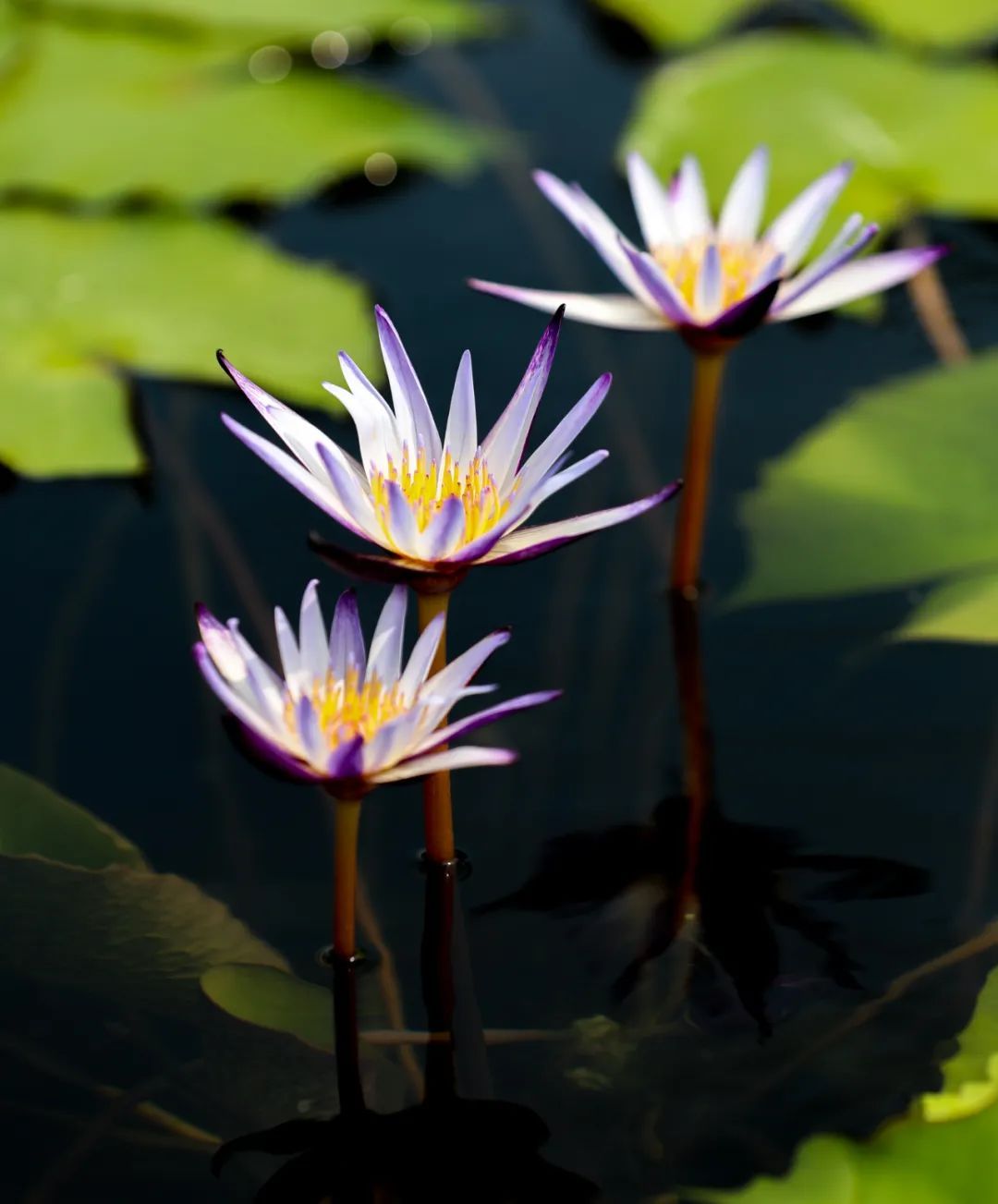 辰山植物园园艺工程师杨宽介绍,全园共设花影鱼跃区,山水睡莲区,热带