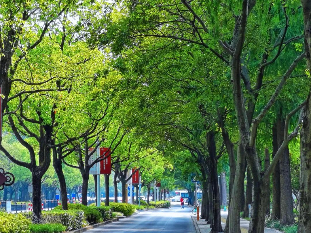 记者了解到,按照《上海市林荫道评定办法》,林荫道是道路两侧的行道树