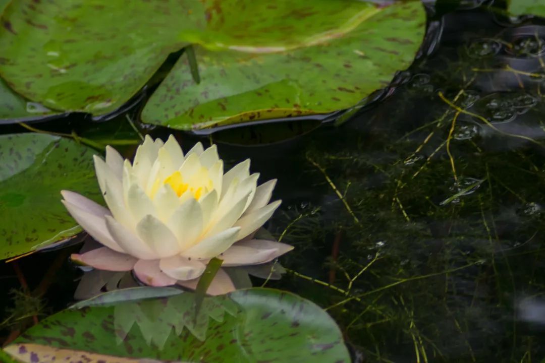 直播活动招募 走进神奇的睡莲世界 Diy五彩纸花 上观新闻