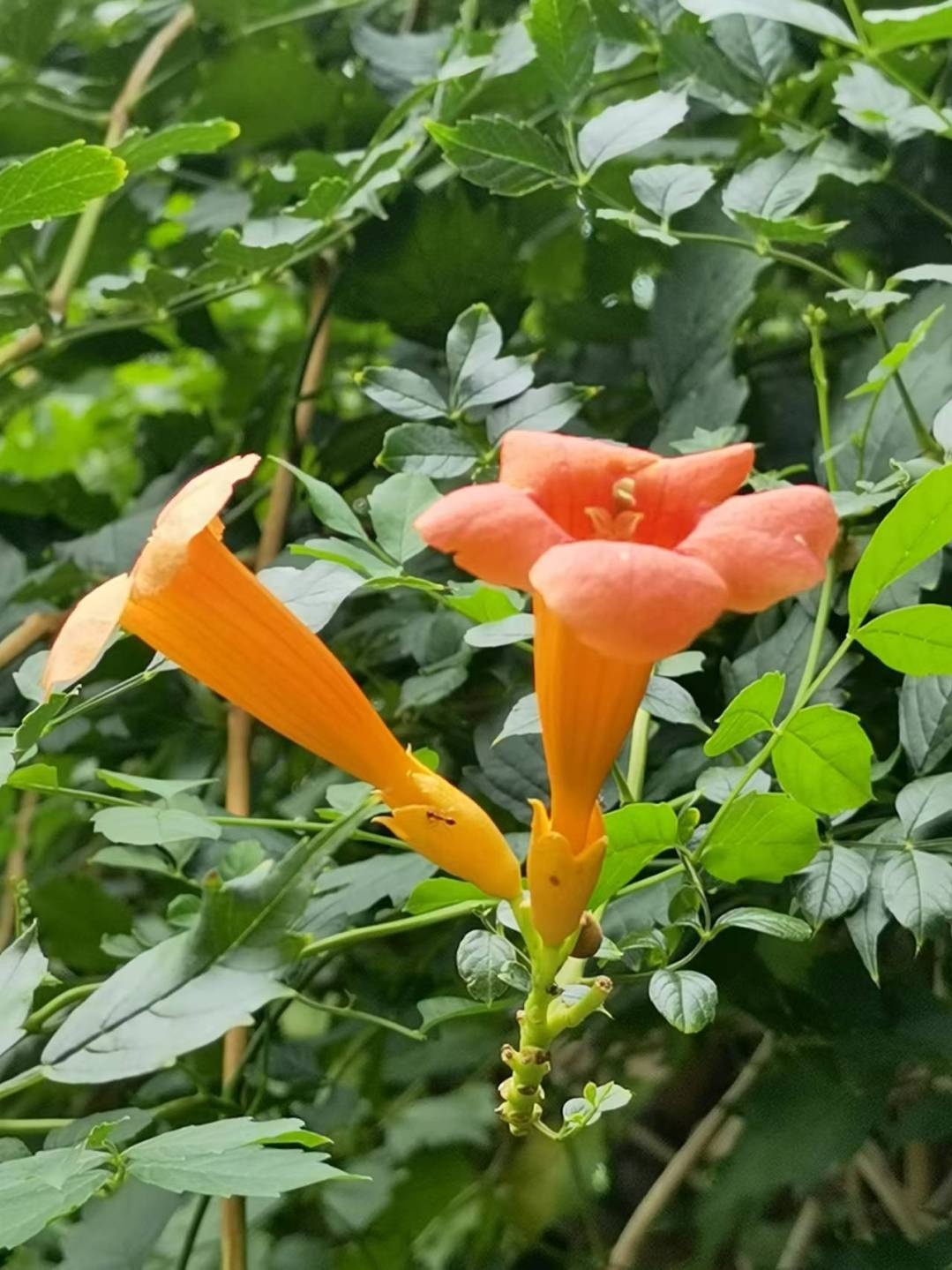 攀爬高手凌霄盛放 申城这些地方可赏 上观新闻