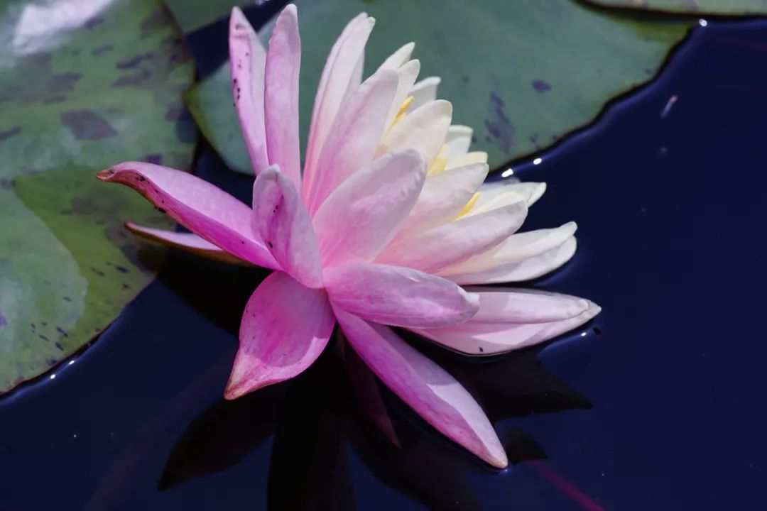 直播活动招募 走进神奇的睡莲世界 Diy五彩纸花 上观新闻