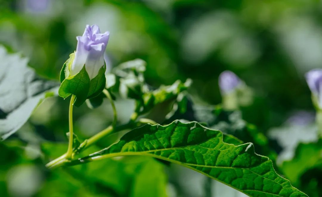这些植物竟然是制作凉粉的原料 一起来认识一下吧 上观新闻