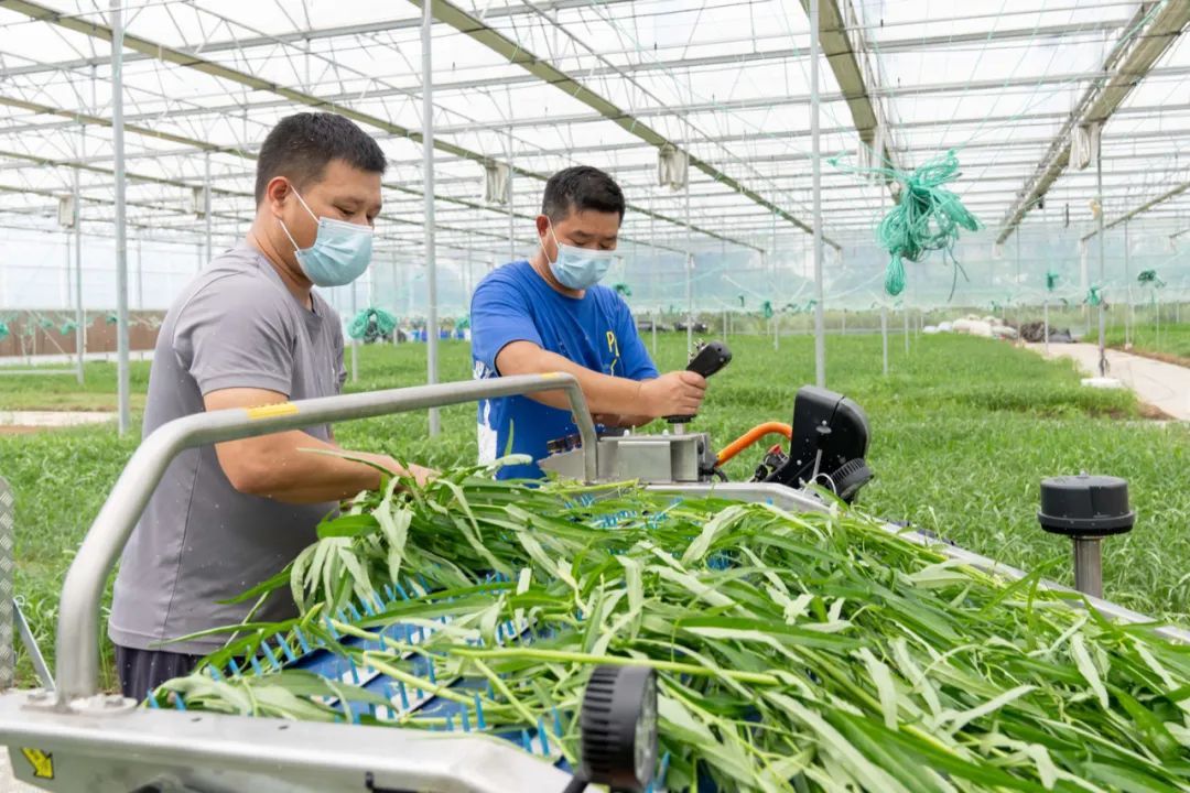 合作社大棚内,工作人员正操作着收割机,一排排新鲜的空心菜,从收割机