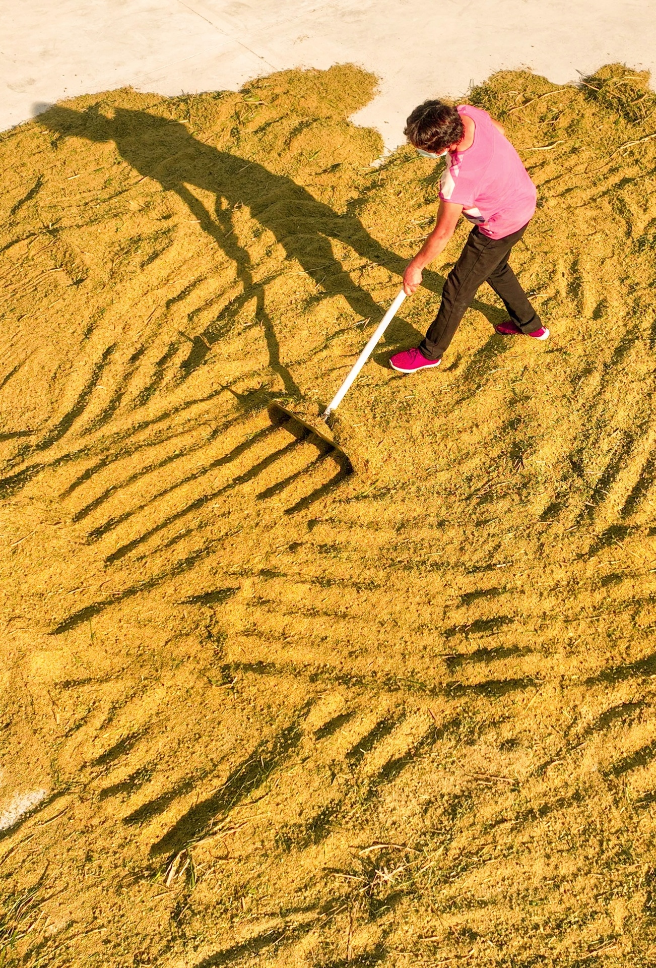组图丨邹平山地谷子喜获丰收