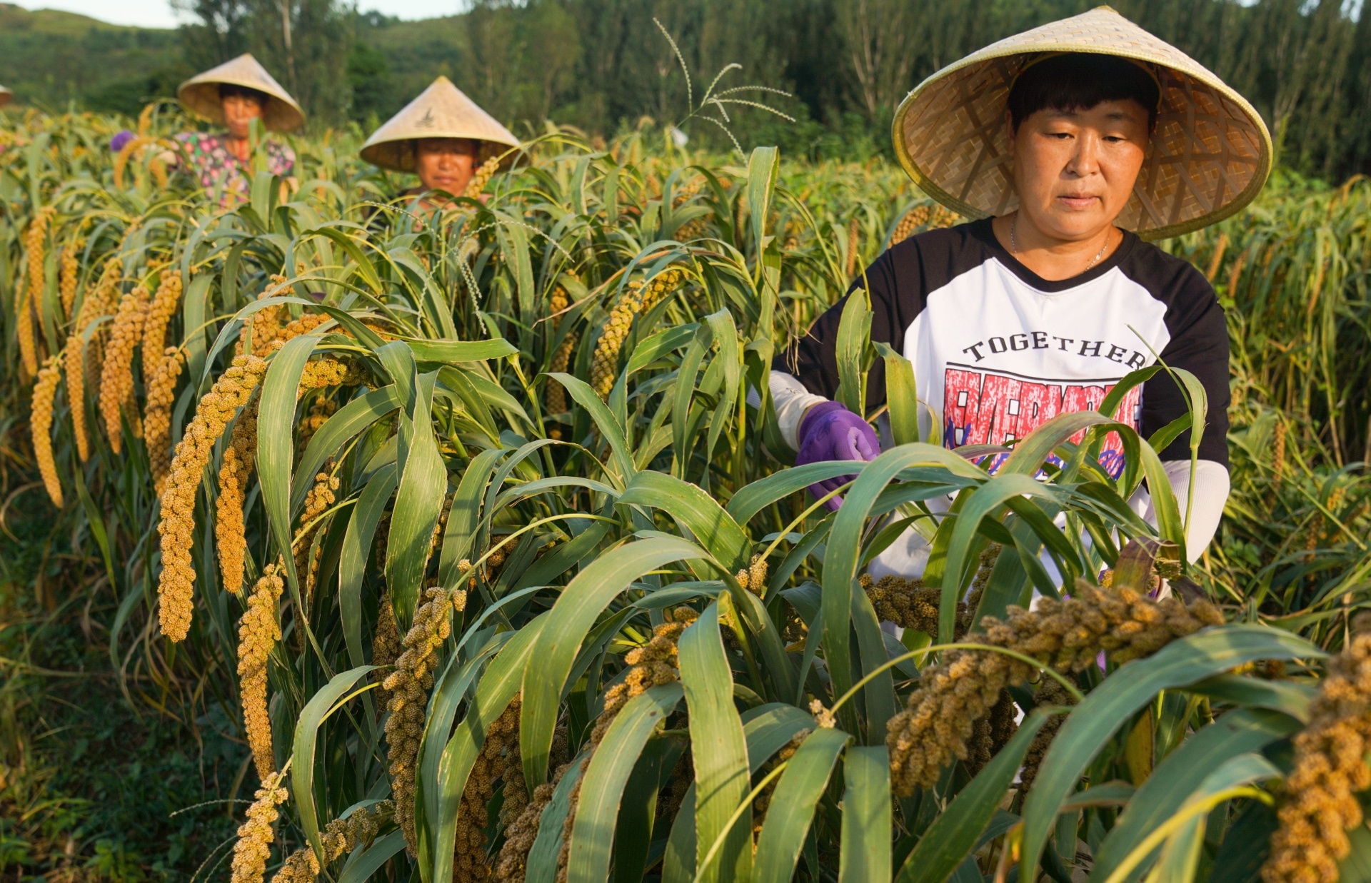 组图丨邹平山地谷子喜获丰收