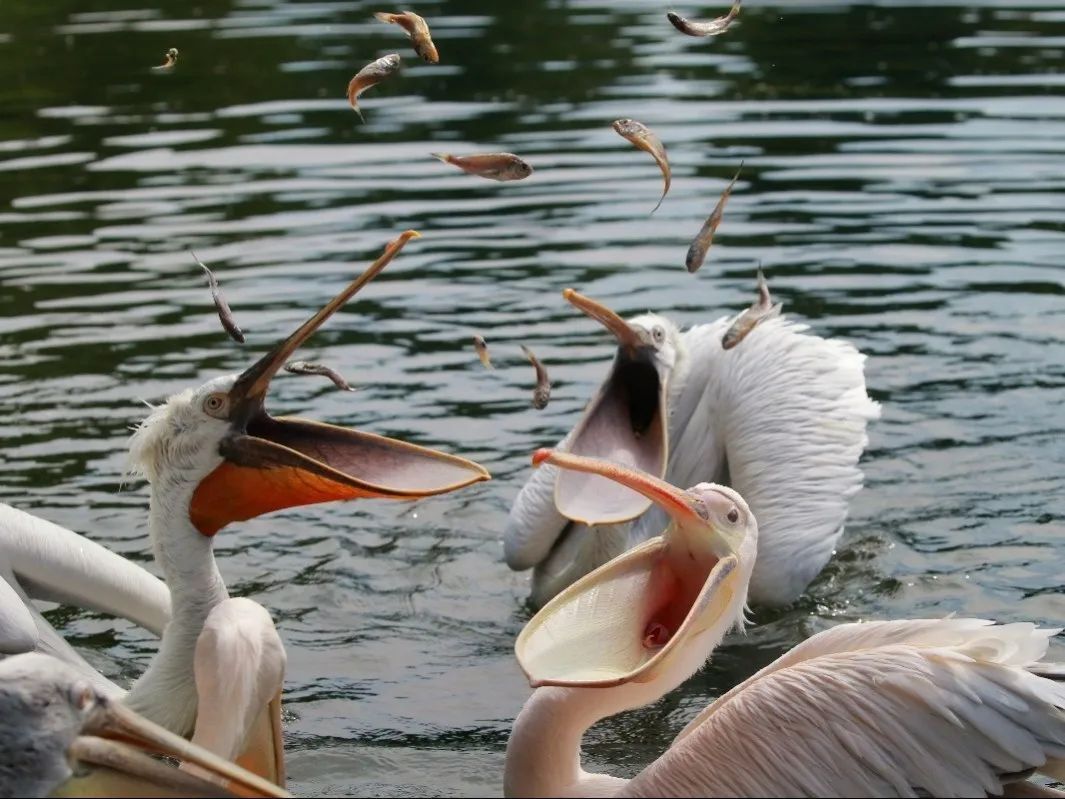鹈鹕飞行训练出续集首飞日子定了