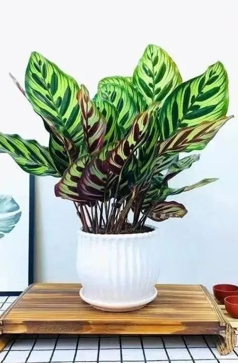 线上花市又来啦~本期为大家精选了绿植和园艺用具