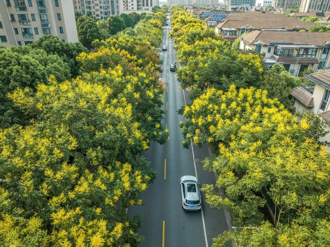 在新成路街道,有一条以栾树为行道树的林荫道,位于新成路街道中心区域