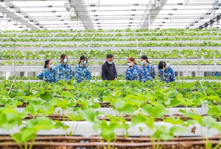 草莓苗会自己“晒太阳”？松江学子走进植物工厂体验智慧农业-卡咪卡咪哈-一个博客