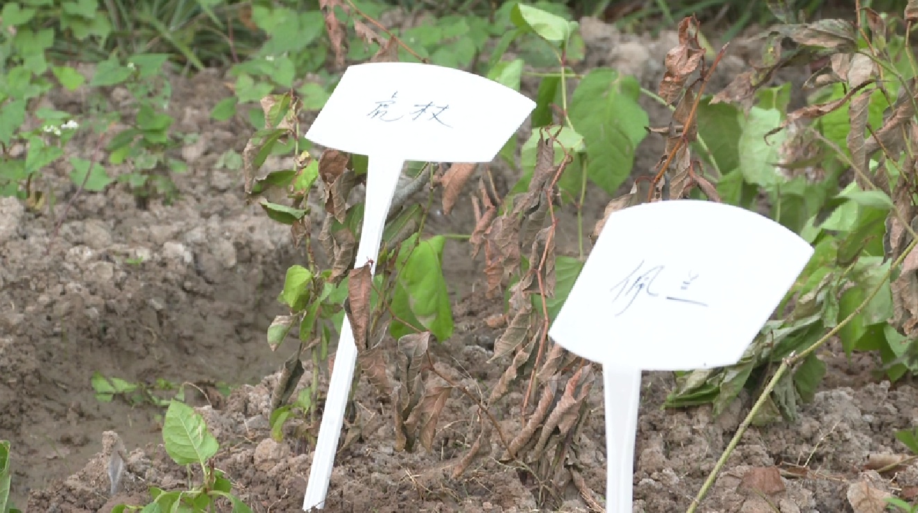 非物质文化认定标准有哪些内容和要求呢视频课教学（非物质文化包括哪些内容?） 第9张