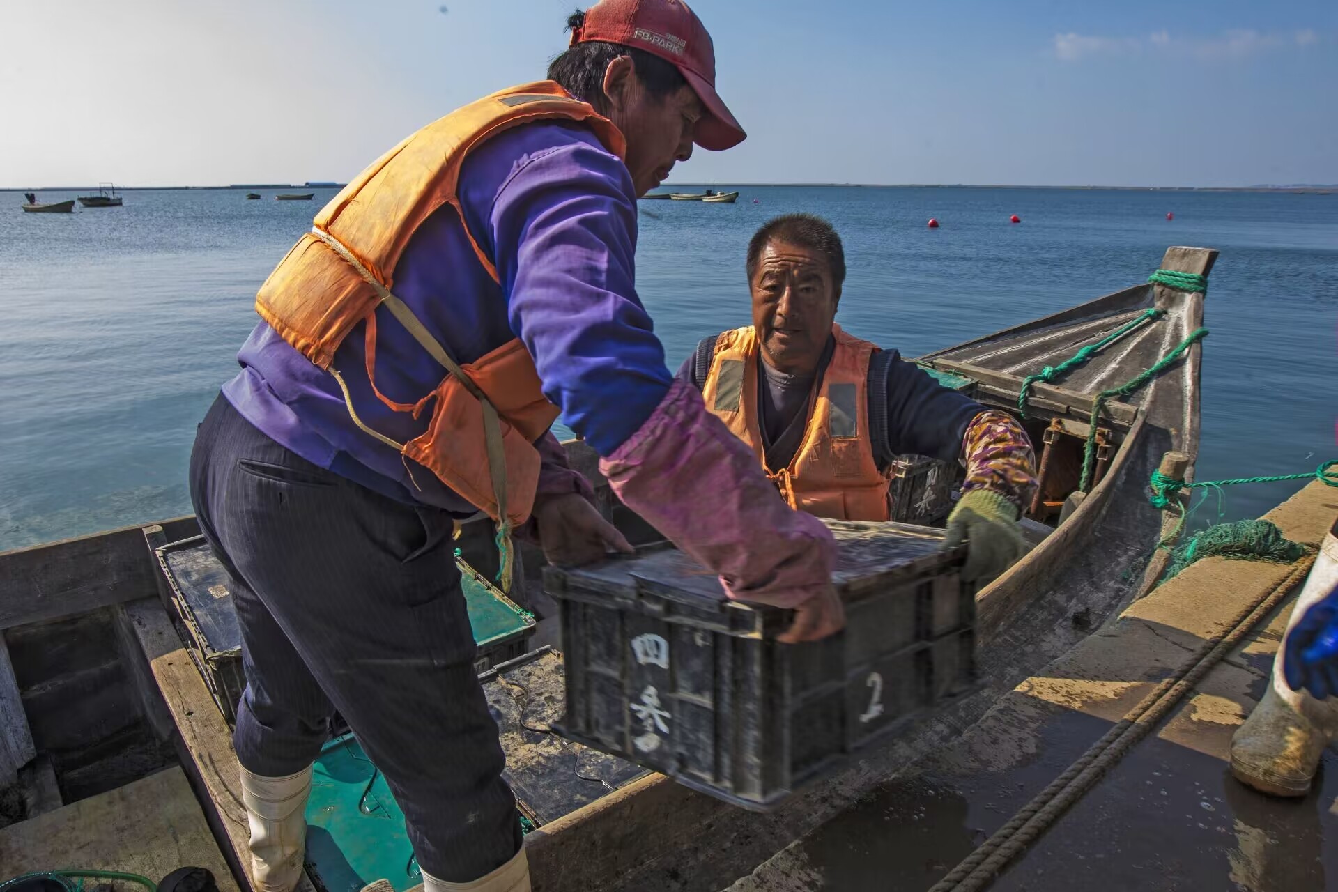我的位置:>上观号>大众日报>文章详情>深秋时节,海参进入集中捕捞季.