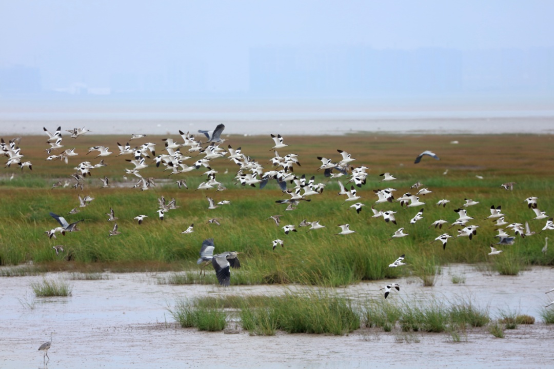 崇明东滩鸟类国家级自然保护区湿地科研宣教中心开放团体预约