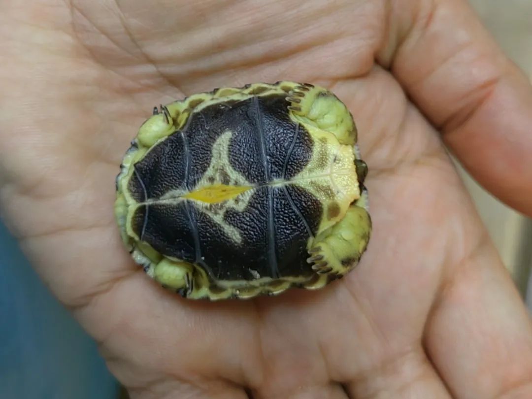 158天的漫长等待辐射陆龟宝宝出壳纪实