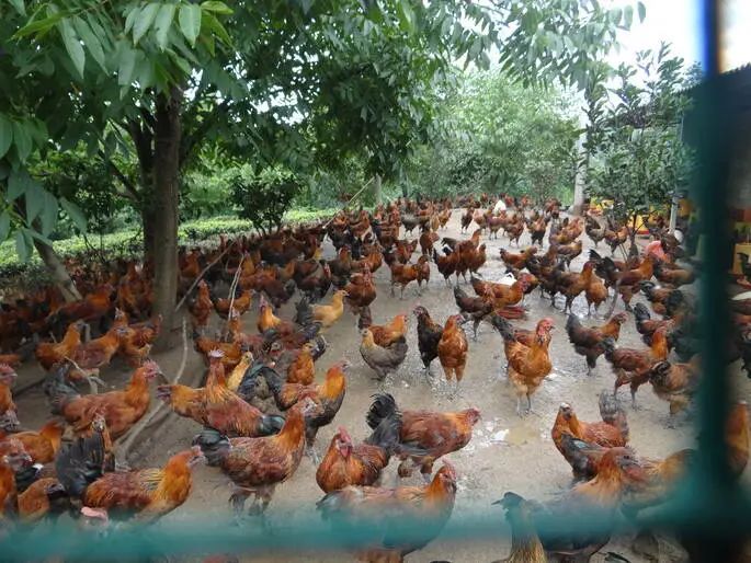 产业帮扶云南省临沧市云县发展山地鸡产业促进农民持续增收