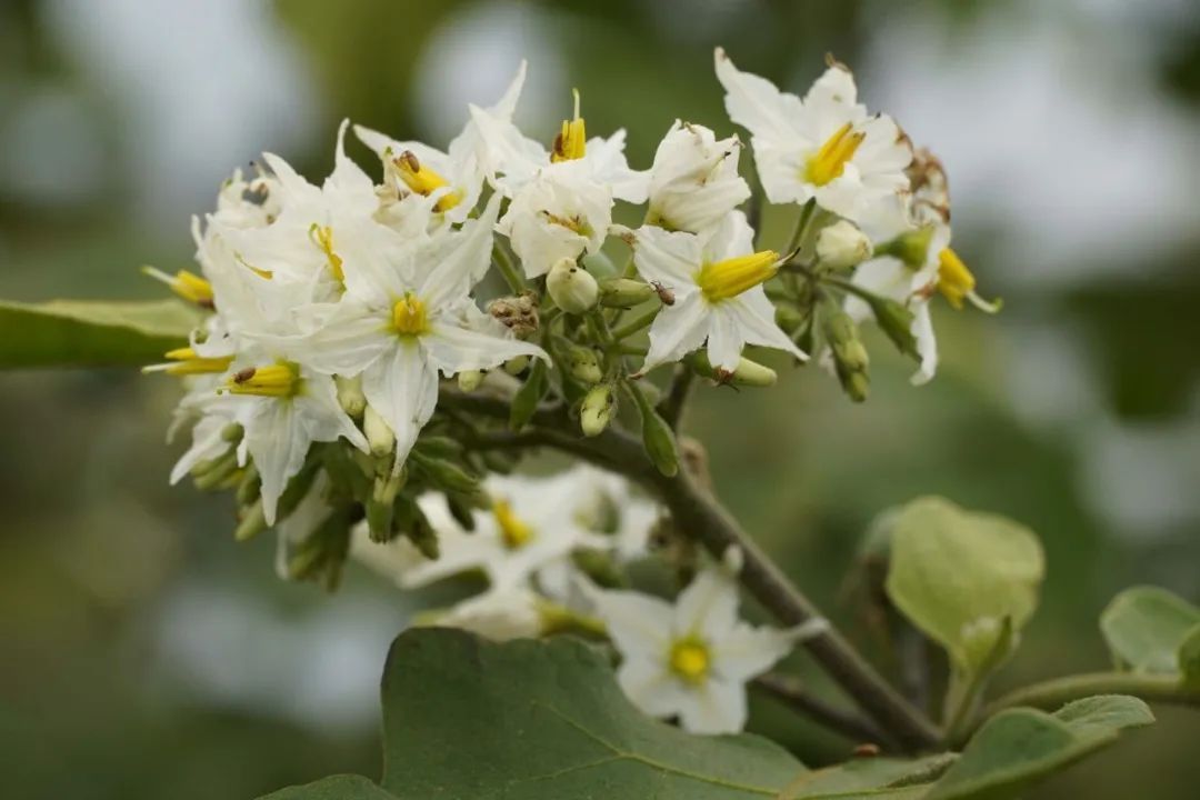 【动植物检疫】政策解读丨进口老挝烟叶植物检疫要求