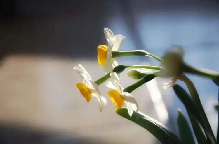 春节临近 崇明水仙销售升温 上观新闻