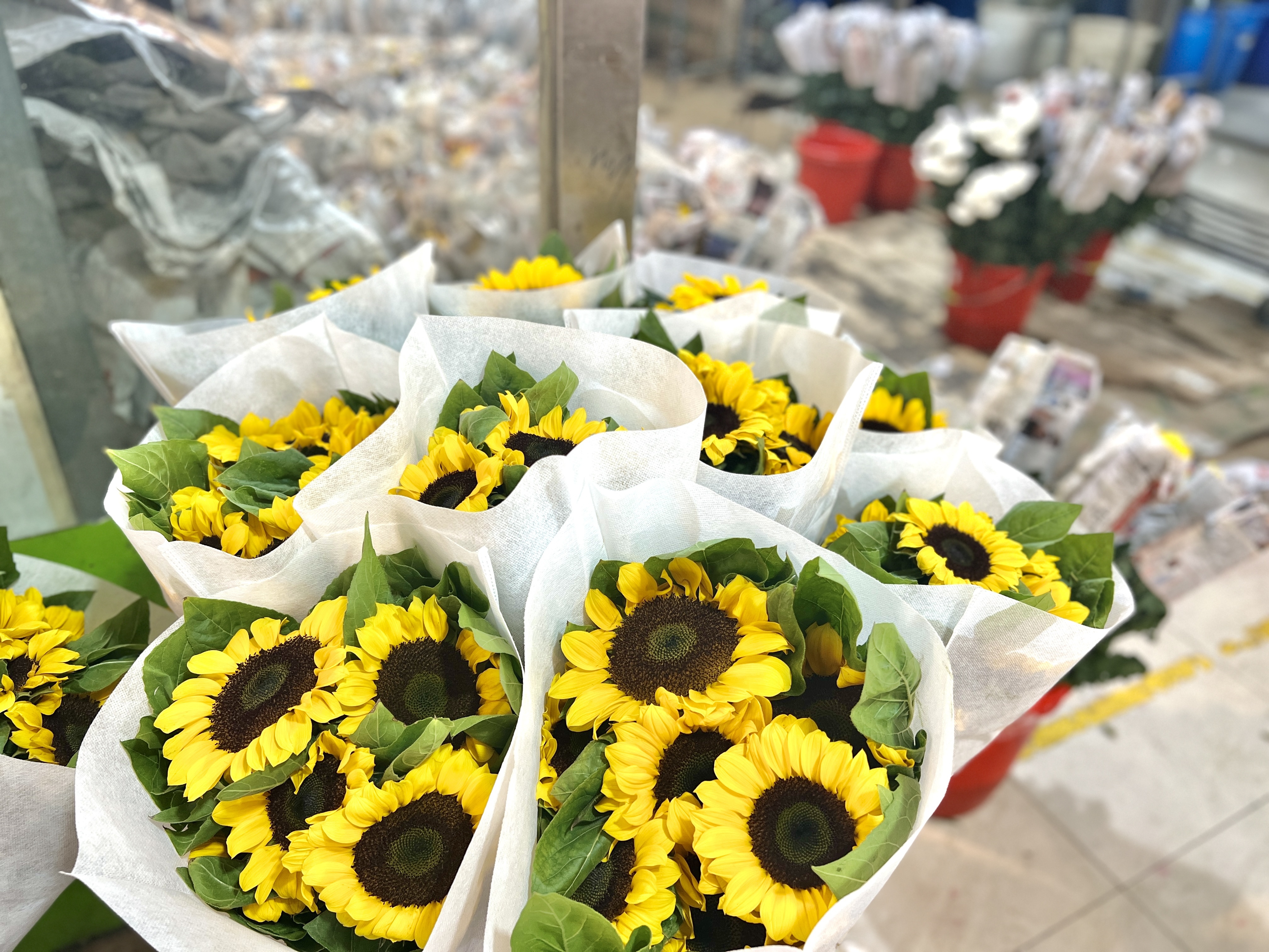 各式年宵花上市，带来浓浓新年味！_上观新闻