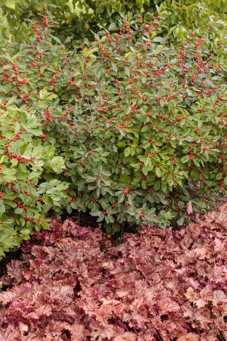 法国冬青叶子变红图片