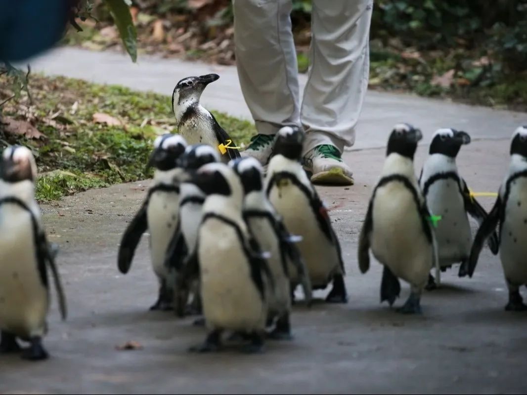 2023开年大秀，斑嘴环企鹅“哔哩”状况百出~_上观新闻
